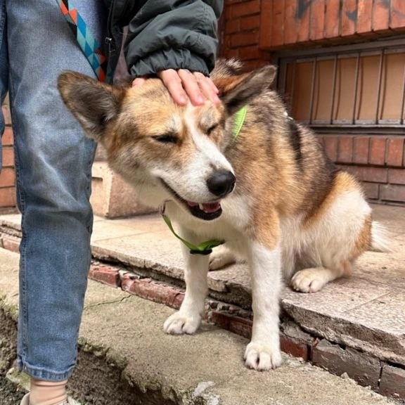 Я лежу дома, смотрю в окно, рядом кошка на подоконнике