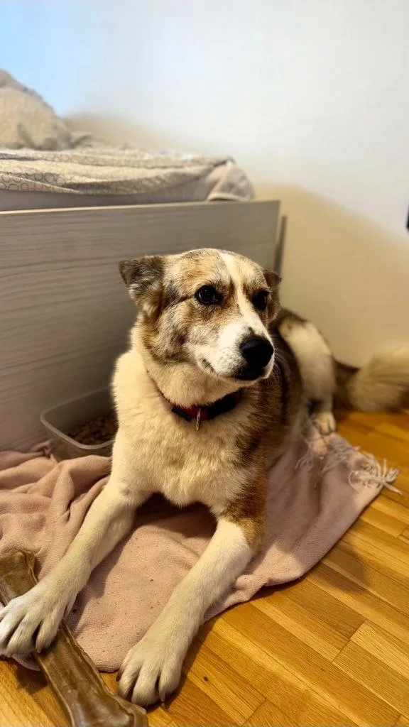 Я лежу на ковре с косточкой возле постели