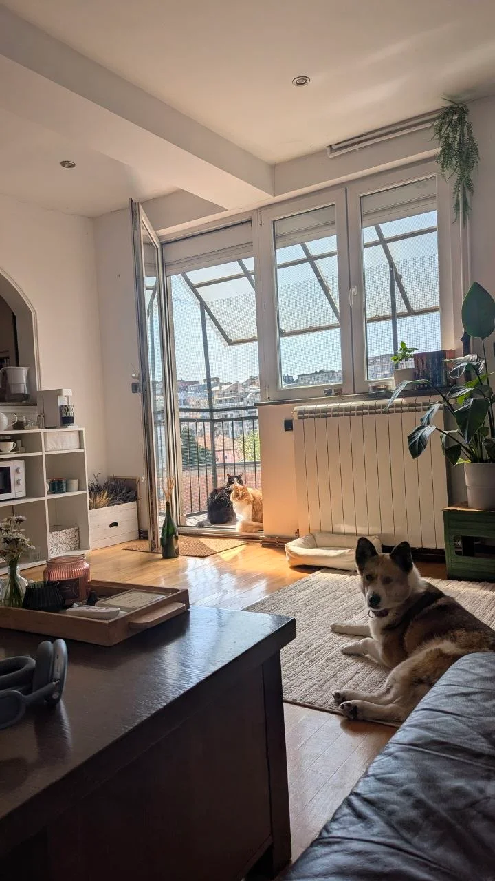 Я лежу дома, смотрю в окно, рядом кошка на подоконнике