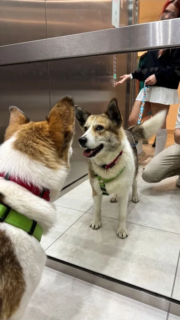 Я смотрю на своё отражение в зеркале лифта