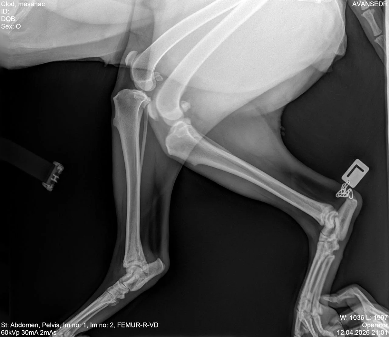 Мой рентген: задняя лапа