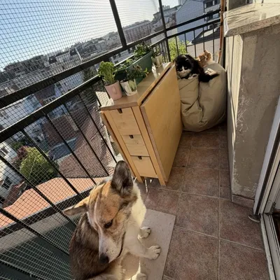 Я нюхаю кота под столиком на балконе