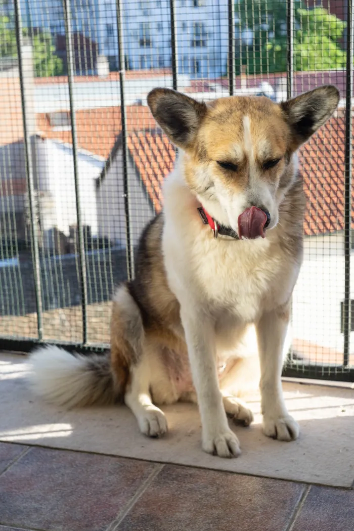 Я сижу и облизываюсь �на балконе