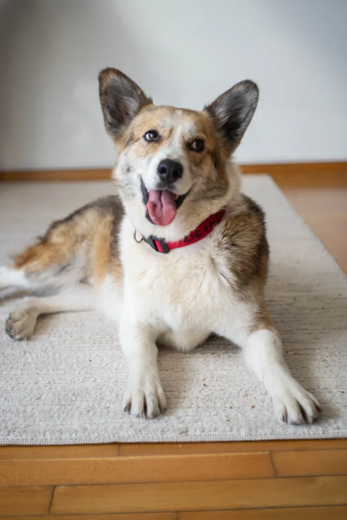 Я лежу на ковре в квартире