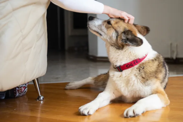 Меня чешут за ухом, я зажмурилась от удовольствия
